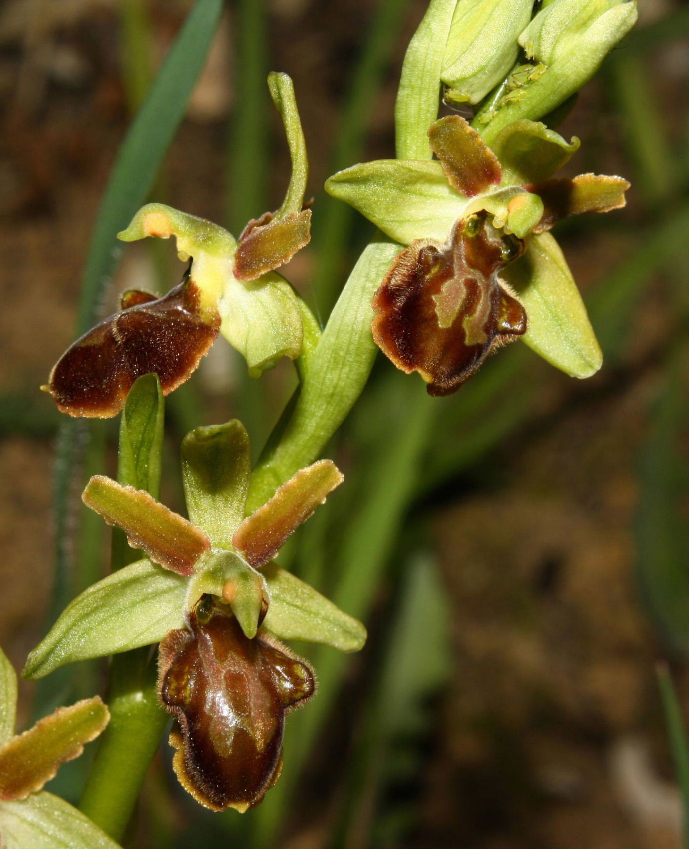 Ophrys sphegodes da determinare-1